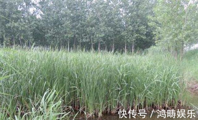 植物|在河边,有1种奇特的“植物”,被称为“香肠草”,殊不知珍贵!