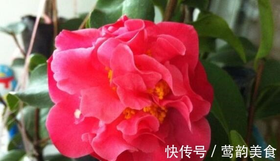 幸福树|喜欢养花,不如养盆香妃茶花,开花色香俱全,花期还长,超美