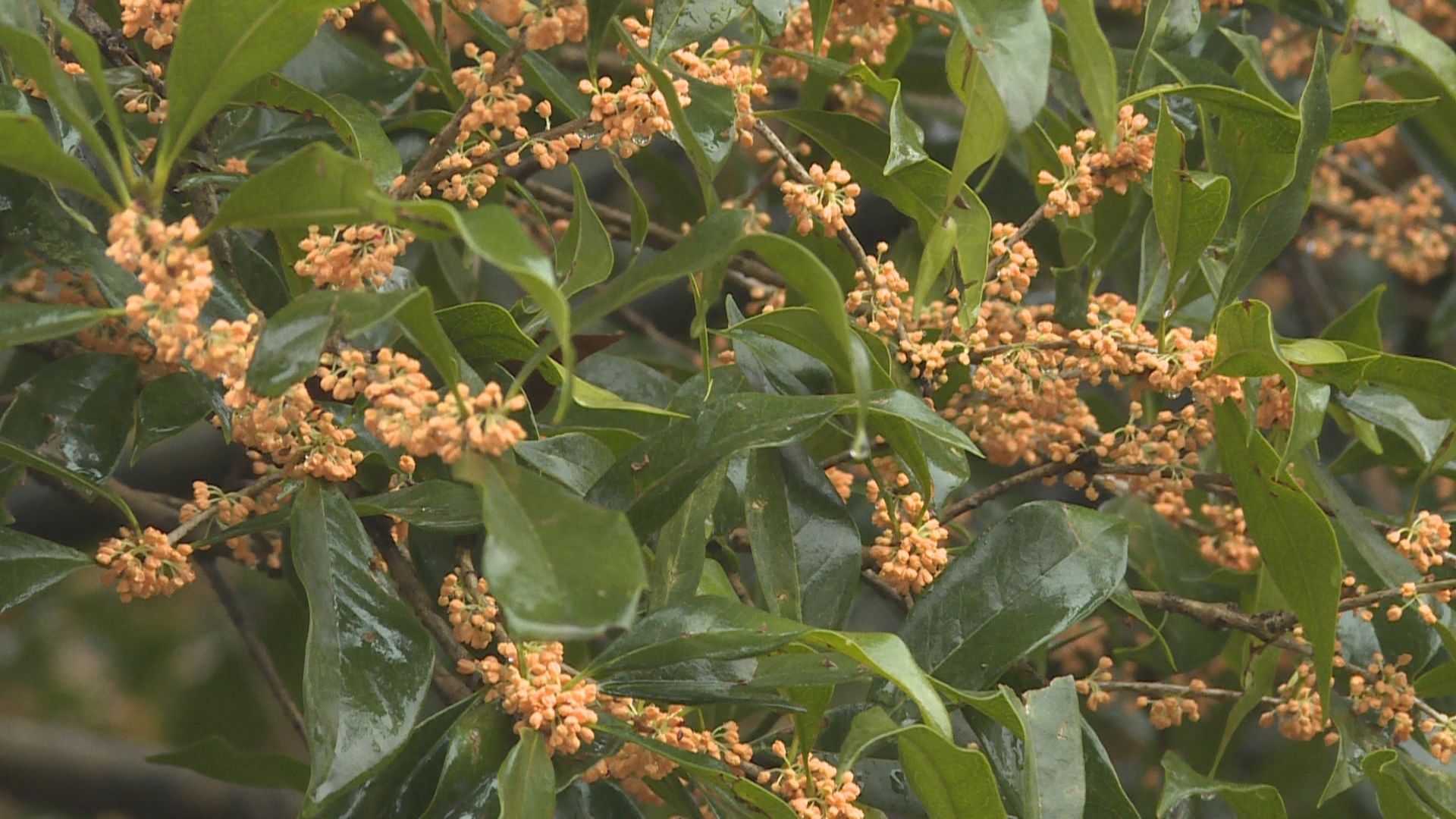 秋季|金秋桂花“相遇”早春樱花与桃花