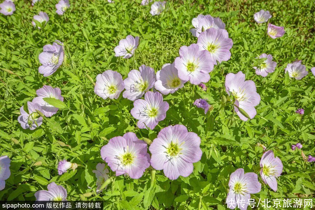 盗梦空间|免费！雾里看花水中望月！这个小众公园已化身湖光仙境！太美了