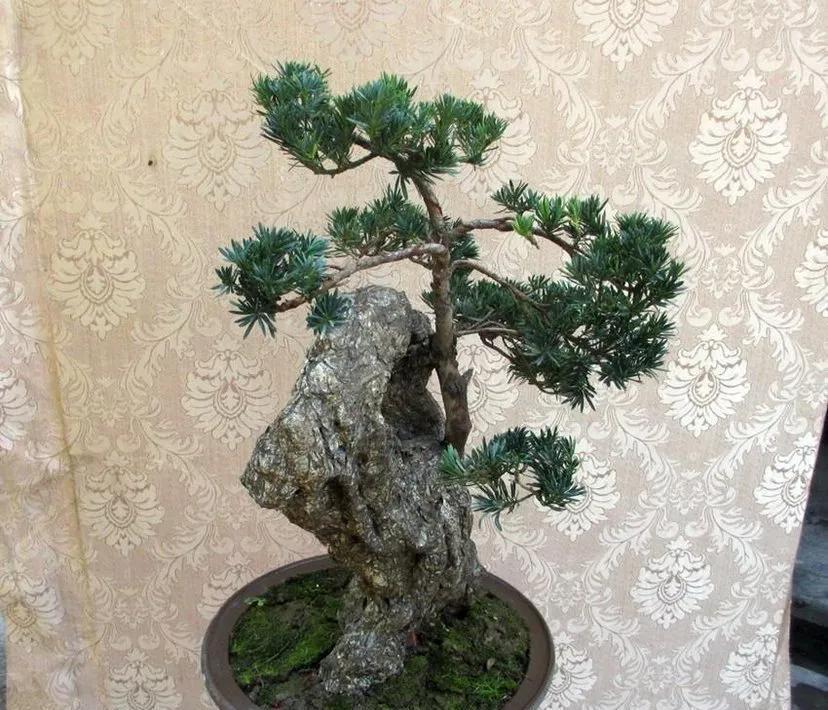 家有小院，人们为何喜欢种罗汉松，怎样栽培，怎样让罗汉松更美