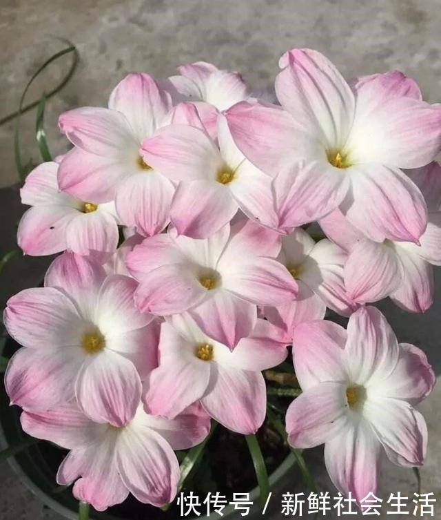 花石榴|4种花,不怕炎热不怕“寒冷”,真的好养又漂亮,谁都能养爆盆!