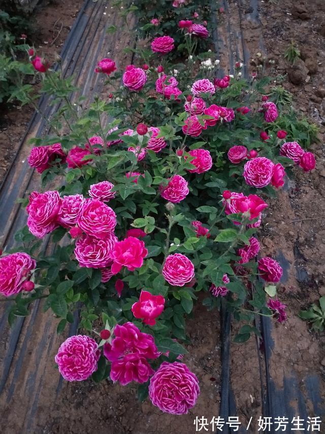 此款盆栽植物,花朵像牡丹,又美又香,四季都开花,很值得栽种