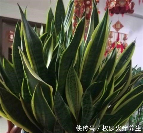 虎皮兰浇2种“水”,蹭蹭长得旺,冒芽一个接一个!