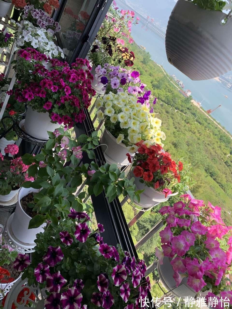 花草|花盆里长出“白碱”不是好事，对花草危害大，学会这5个处理方法