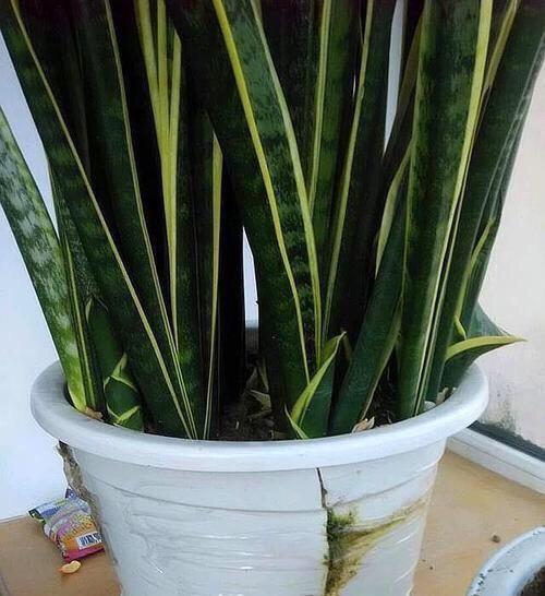 虎皮兰施什么肥2种东西丢盆里,一年不用施肥,叶厚油绿新芽多