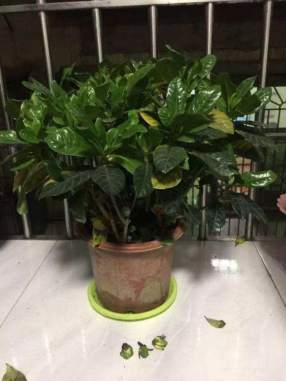 栀子月季，花还没开就发黑掉落，这些原因一看就懂！