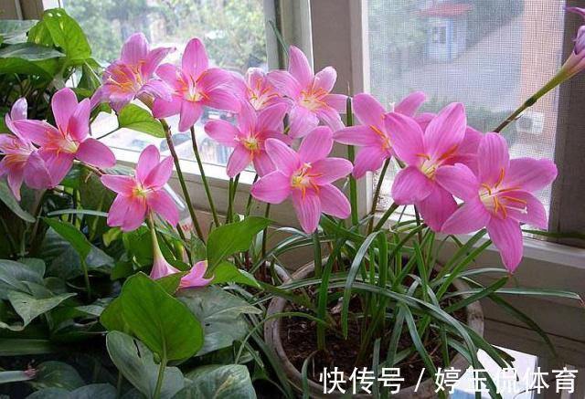 客厅|客厅别养“10种花”,虽然很漂亮,却是不利于健康的“危险花”