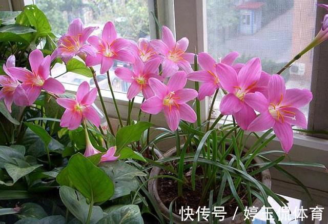 客厅|客厅别养“10种花”，虽然很漂亮，却是不利于健康的“危险花”