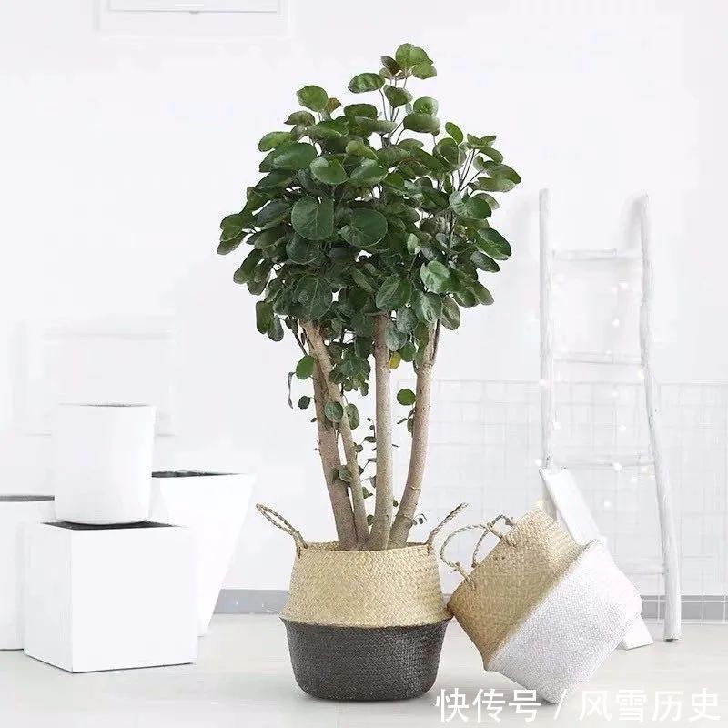 叶片|八种命里带“钱”的植物,家里养一盆,招财又旺运,你家养了几种