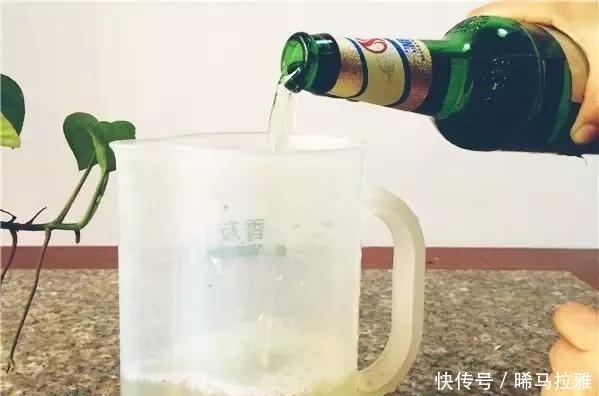 风油精|奶奶种的盆栽从来不长虫,她教我浇水时兑点它,太实用了