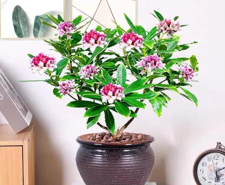 养花|养花六年,4种花一直不舍得扔,我有喜欢它们的理由