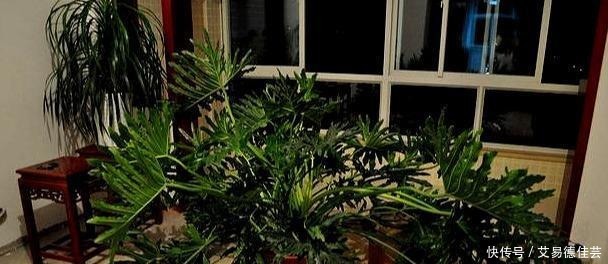 连细菌都“害怕”的3种花，远离病菌侵犯，家里该多养几盆