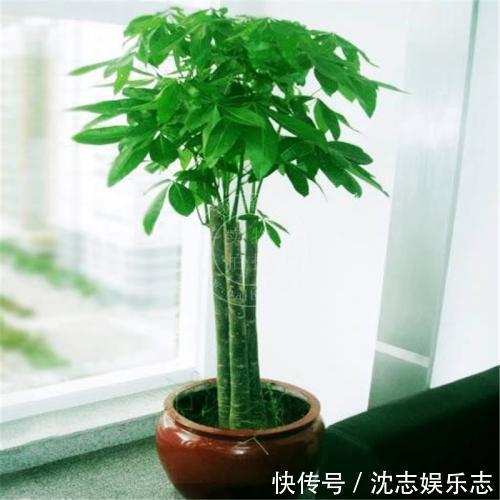 大肚子|4种“懒人花”，记住一个“旱”字，就能盆盆爆，开花真好看！