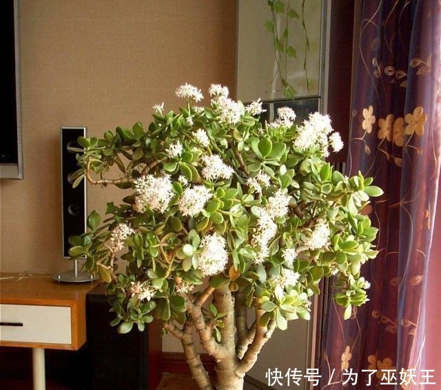 3种“便宜花”这样养一养,一年变“老桩”,开花千朵还“镇宅”