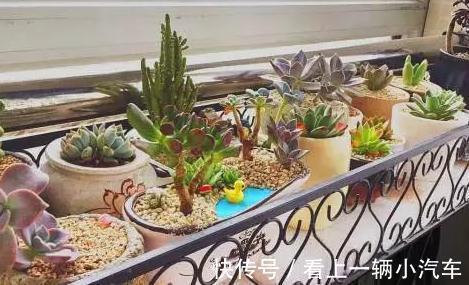 学会这9招,你也可以成为多肉种植高手
