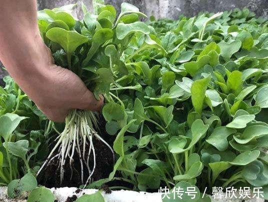 大小像“葡萄”一样的萝卜,种在花盆里,养30天就能摘一篮子