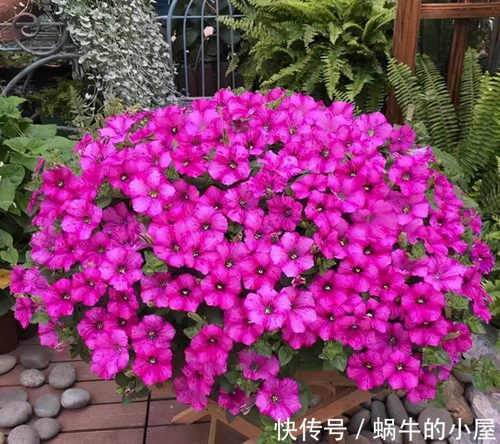 新手|家里养了4种花,7月修剪是关键,还能再开一茬花,新手须知