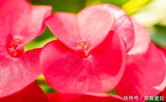 刺梅浇水|冬季在室内养虎刺梅,做好4+1,苗壮花艳更安心