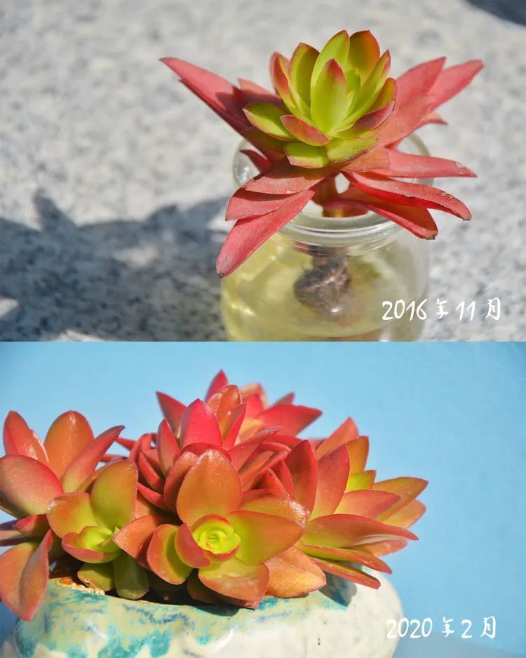 面朝大海的多肉们,在四季变迁中生生不息!