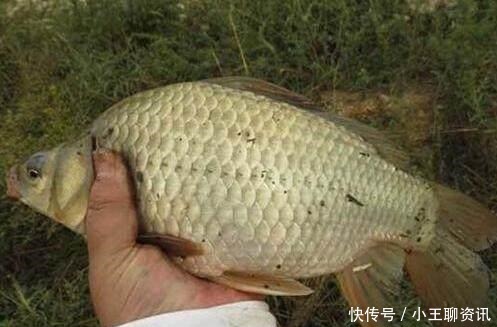 渔获|你钓鱼是怎样打窝的要是打窝的方法不正确，打再多也钓不上鱼