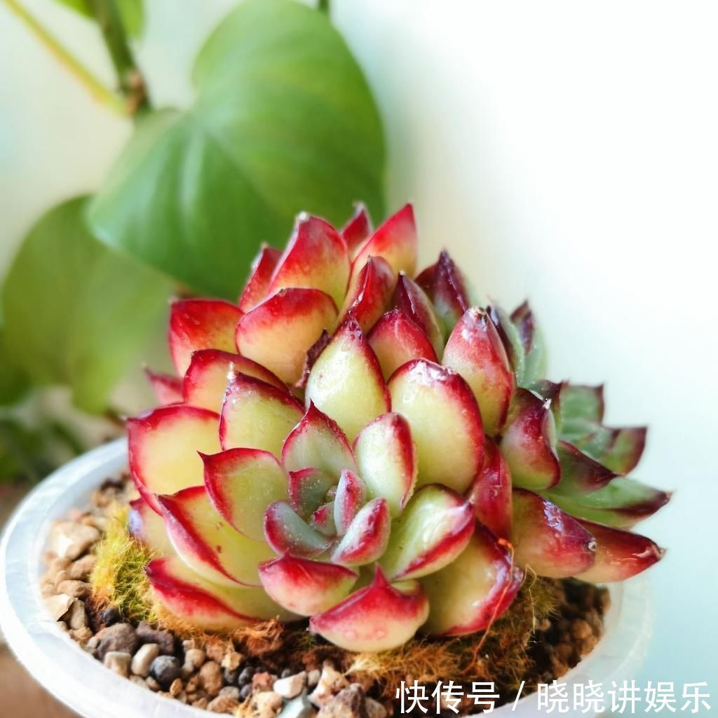 养花“走火入魔”的6种行为,只要符合4条,就是名副其实“花痴”