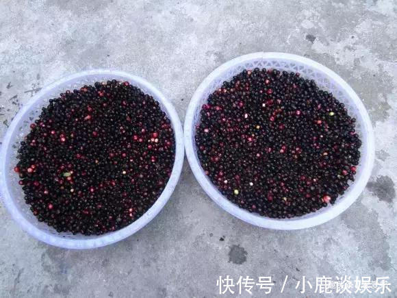 地菍|这种野果,南方地区有不少朋友都见过它,你吃过这种野果吗