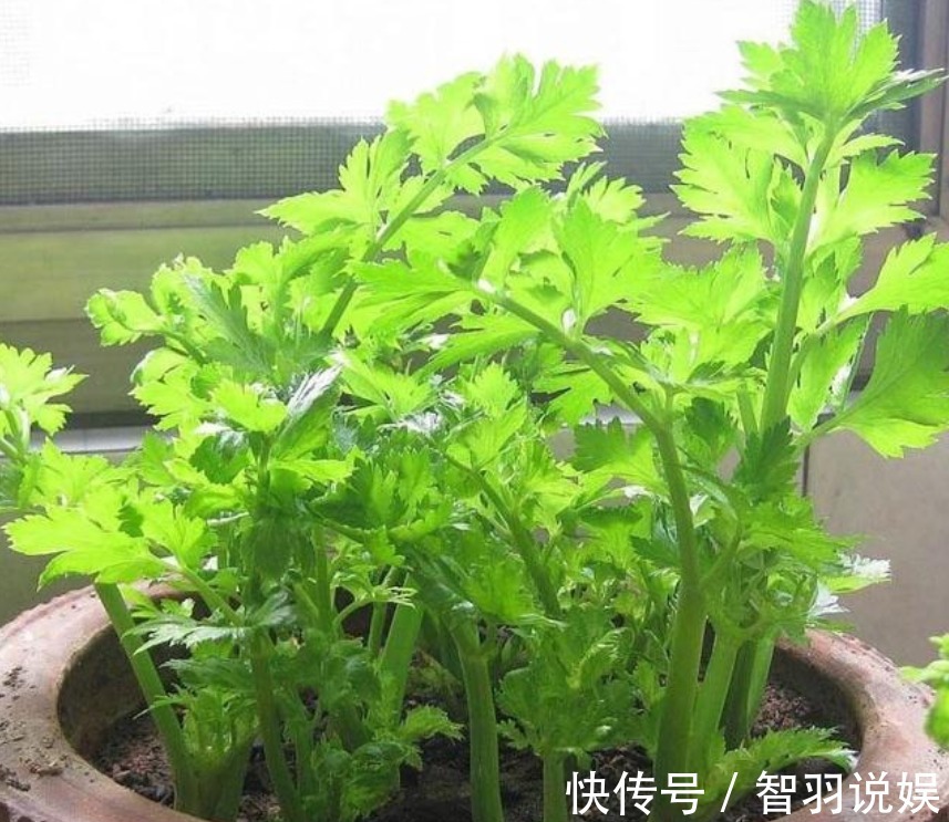 养花不如种菜,阳台盆栽几盆,“每天”采摘新鲜菜,全家都够吃!