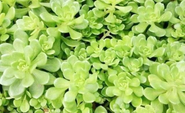 糖尿病人|糖尿病缠身不用怕,常吃这几样食物,平稳血糖,胜过胰岛素