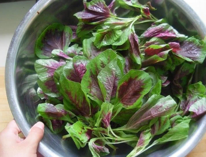 滋补|这种野菜在家也能种植,吃它比羊肉还滋补,市场1斤还得12元