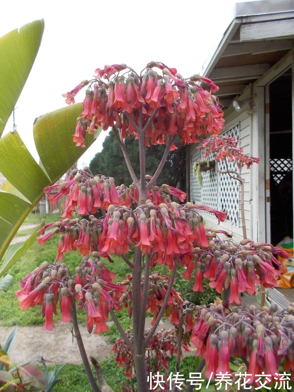 品种|不死鸟多肉夏天随便养不会挂,品种很多,冬春开花就特好看