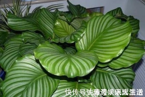 栀子花|栀子花、茉莉花、都爱喝“1种液体”，用后叶子绿、开花旺