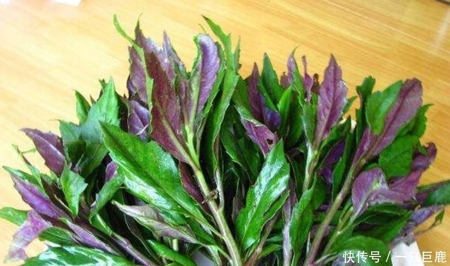 名字|农村的这种可口野菜，妈妈经常种，长大了才知道它的名字和价值！