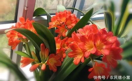 君子兰|家里养君子兰,花盆里加3种植料,盆土疏松肥沃,根壮叶绿花美!