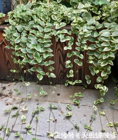 13种耐阴花卉，光照不足也能生长旺盛，开花茂密