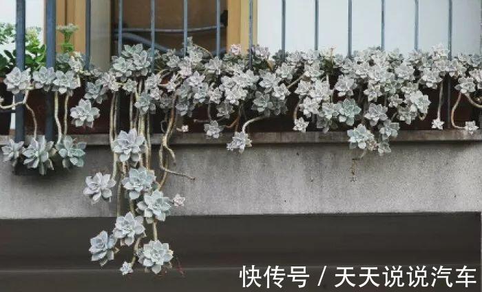 养不死的多肉排名,入坑必选,普货练手不怕浪费