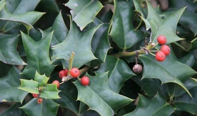 枸骨果|这树叶,也是一味中药,泡茶代饮,抗菌消炎、祛风湿
