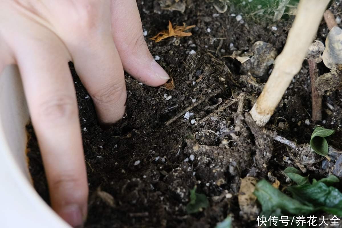 换下来的旧土别扔掉,拌上多菌灵灭菌,还能继续养花