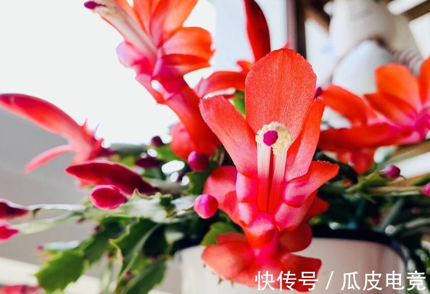 马上进入2022年,新的一年即将开启,为你推荐25种漂亮的花卉