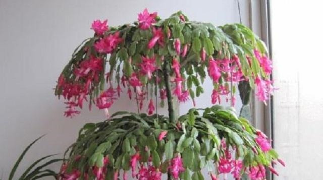 蟹爪兰长得慢不开花,1种“营养水”能派上大用场,浇完长势变旺