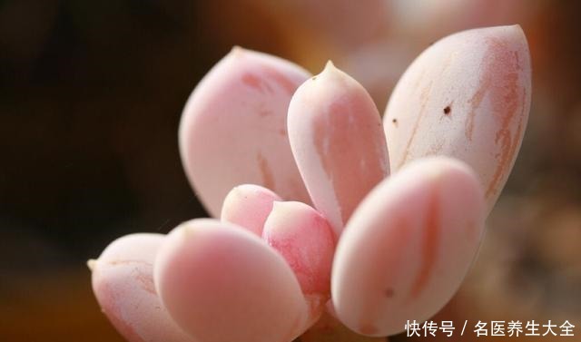 这些多肉都是“金贵货”,别去摸,摸了就变丑!