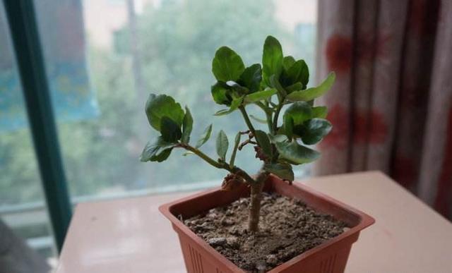 新买的长寿花丑的“不像样,学一招修剪,变成树形“小老桩”!