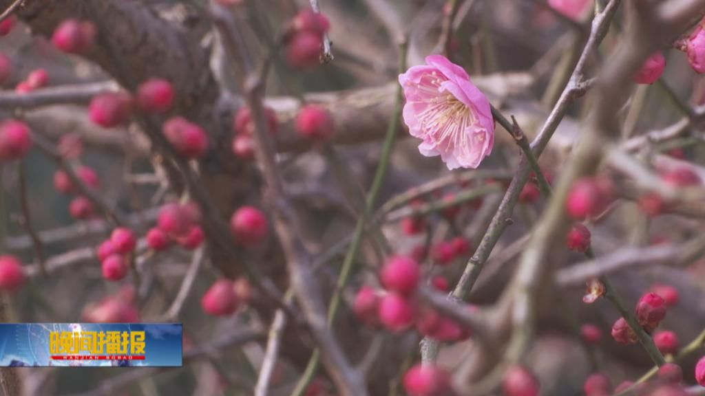 梅花初开香满园，春节正是赏梅时