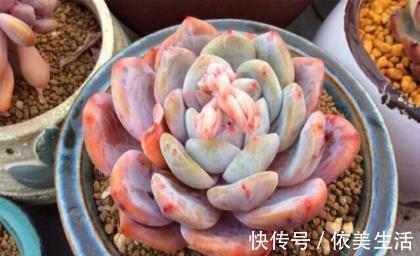 4种多肉植物,再便宜也别买,养一盆死一盆,浪费钱!