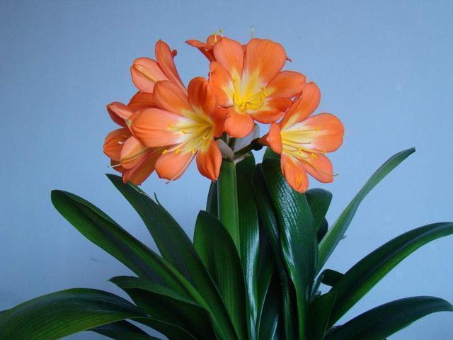 君子兰|大爷养君子兰, 秘密全在盆底,花箭头上长花苞,叶子油亮亮!