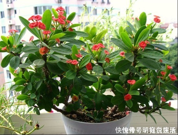 绿萝|越来越多人养花不养绿萝了,如今都流行这种花,好看又旺财!