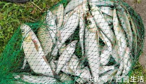 手竿钓翘嘴鱼最佳钓法，当飞铅钓遇上包食钓，半天狂拉十几斤！