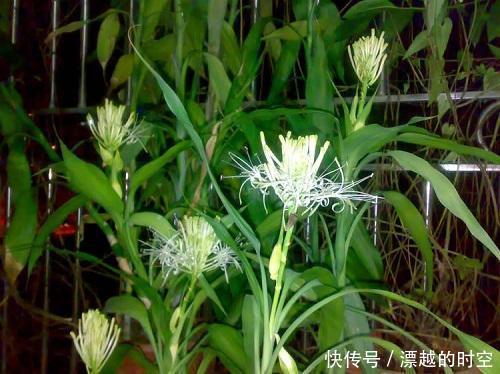 技巧|都误以为这6种绿植不开花，殊不知开花给人惊喜感，养护有技巧