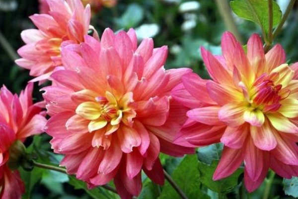 此花是世界名花之一，给人一种雍容华贵的感觉，寓意着大富大贵