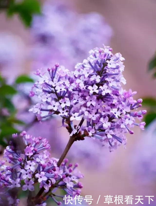 新手养花,不如养一盆花中精品“素客”,似娇艳情人,芳香四溢